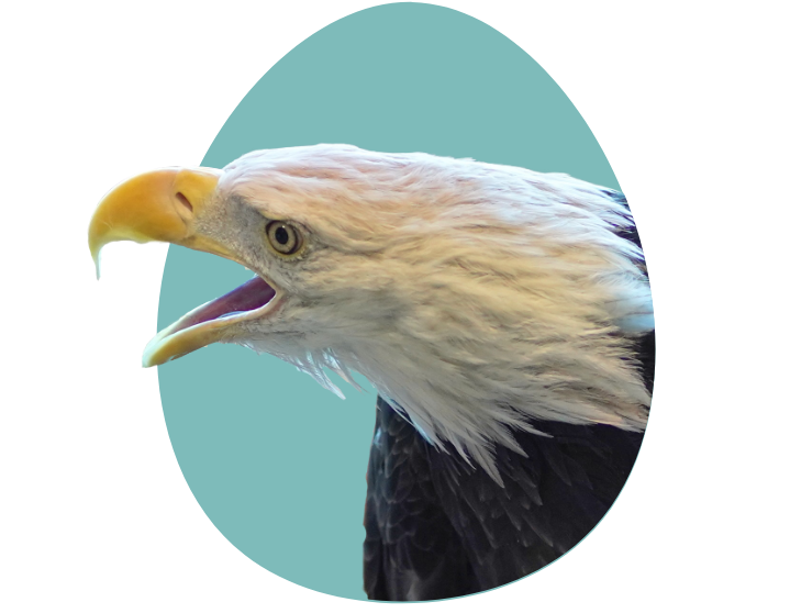 eagle-egg Eagle Egg